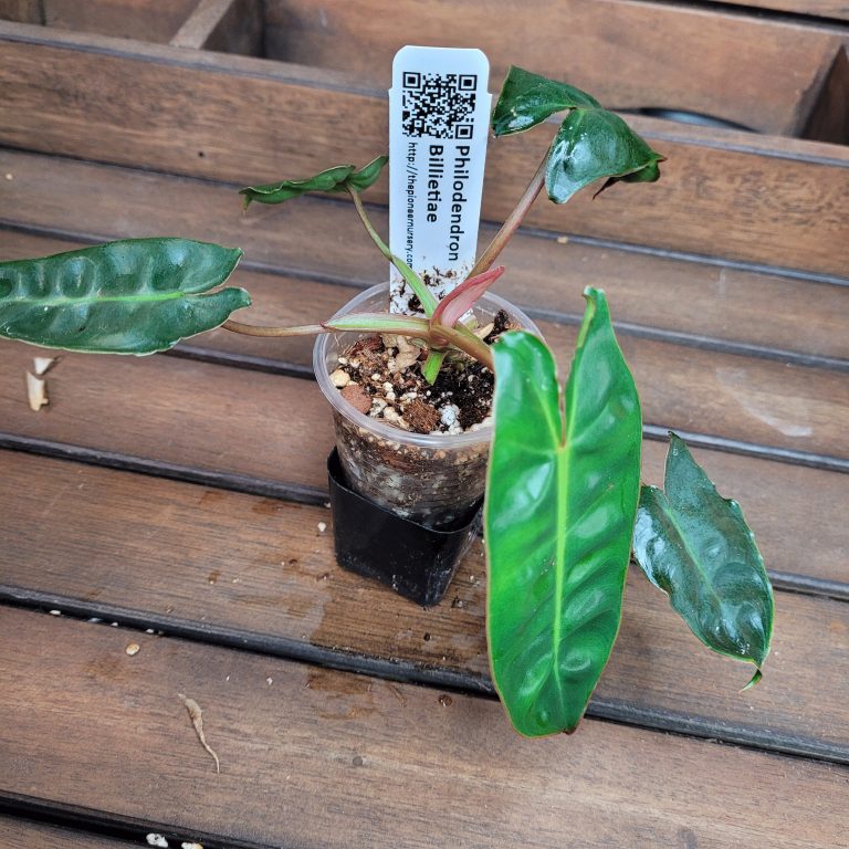 Philodendron Billietiae Aroid Houseplant Beautiful Big Leaves House Plant Easy Care - Image 3