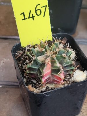 Gymnocalycium Mihanovichii Multi Colored Pink Variegation Cacti US Seller #1467