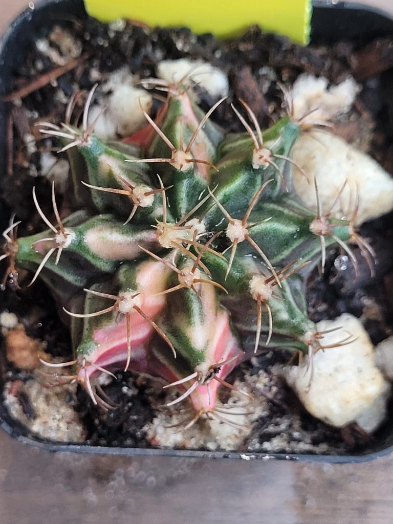 Gymnocalycium Mihanovichii Multi Colored Pink Variegation Cacti US Seller #1467 - Image 5