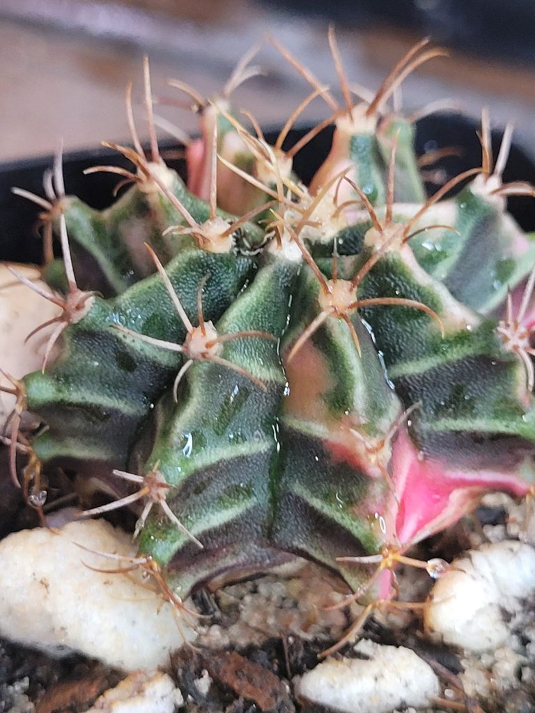 Gymnocalycium Mihanovichii Multi Colored Pink Variegation Cacti US Seller #1467 - Image 3