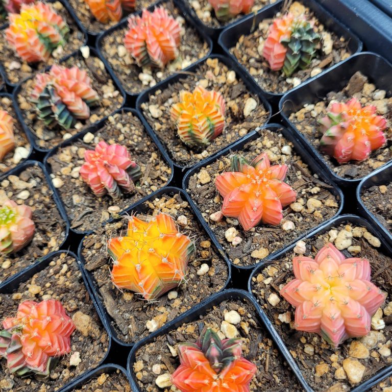 Gymnocalycium Mihanovichii Variegated Pink and Pretty Tones and Colors Colorful Cactus - Image 5