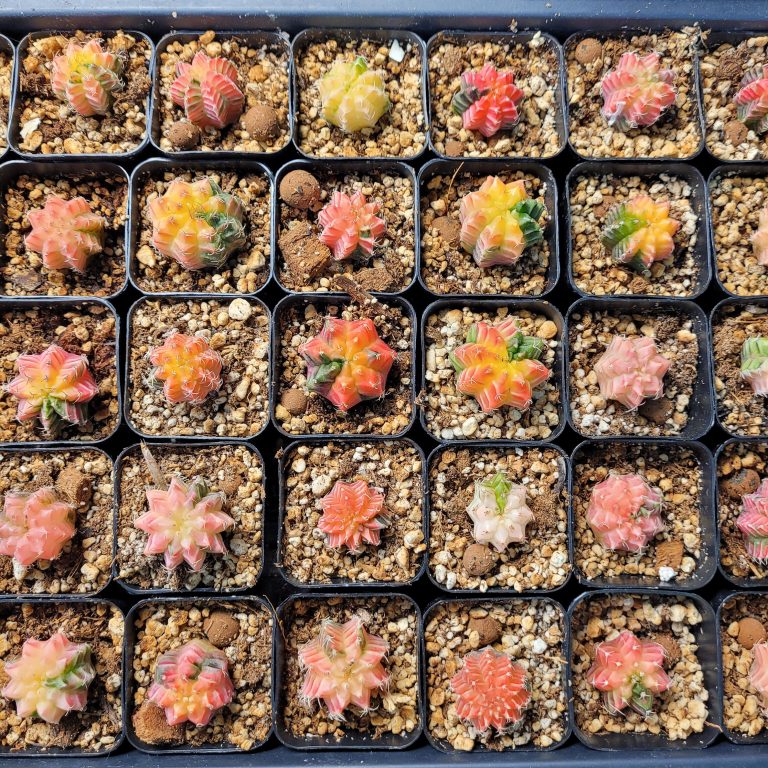 Gymnocalycium Mihanovichii Variegated Pink and Pretty Tones and Colors Colorful Cactus - Image 6