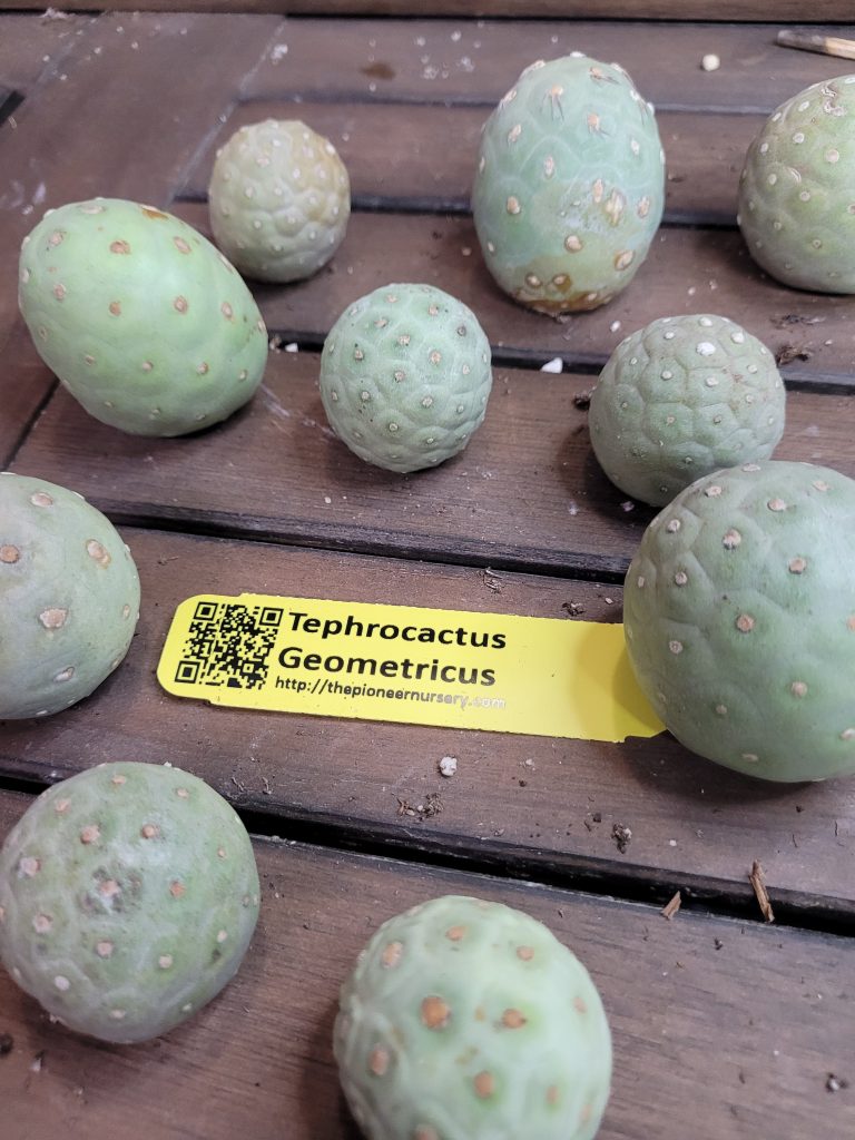 Tephrocactus Geometricus Ready to Root Unique Cactus Clumping Opuntia - Image 4
