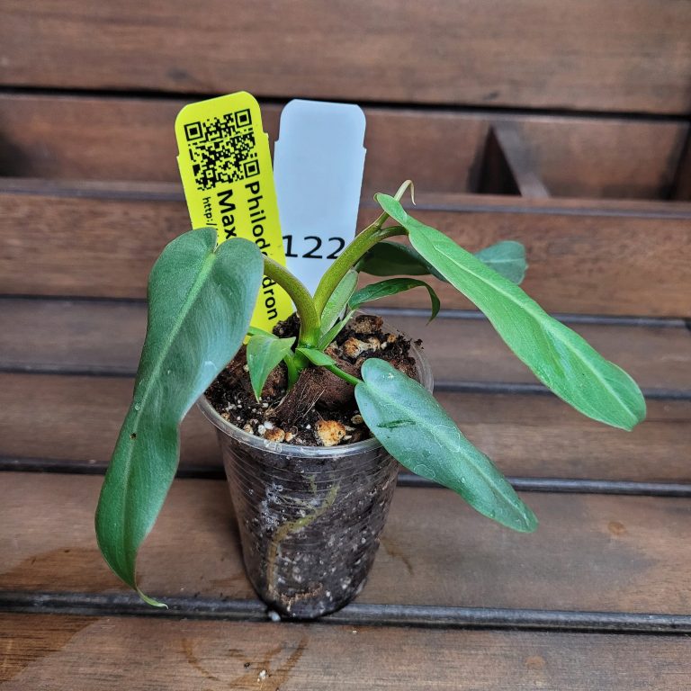 Philodendron Maximum House Plant Houseplant Easy Care Large Leaves Beautiful - Image 2