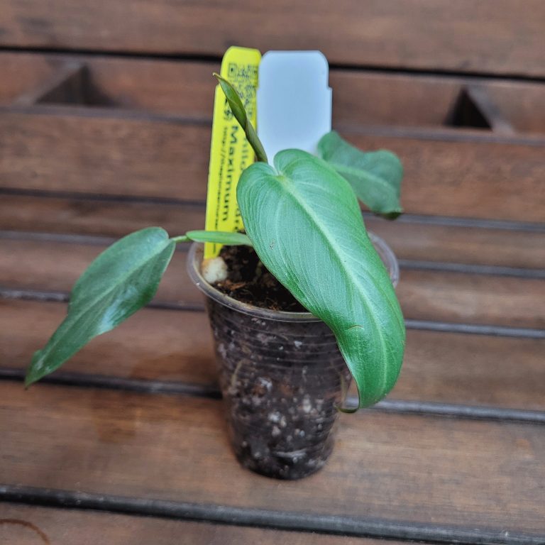 Philodendron Maximum House Plant Houseplant Easy Care Large Leaves Beautiful - Image 6