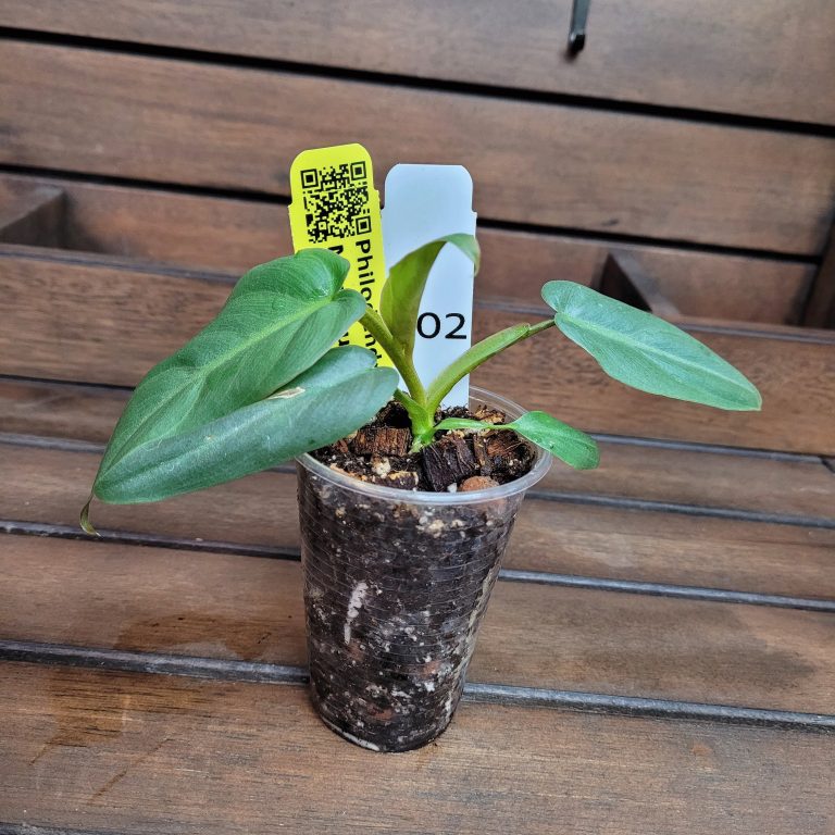 Philodendron Maximum House Plant Houseplant Easy Care Large Leaves Beautiful - Image 3
