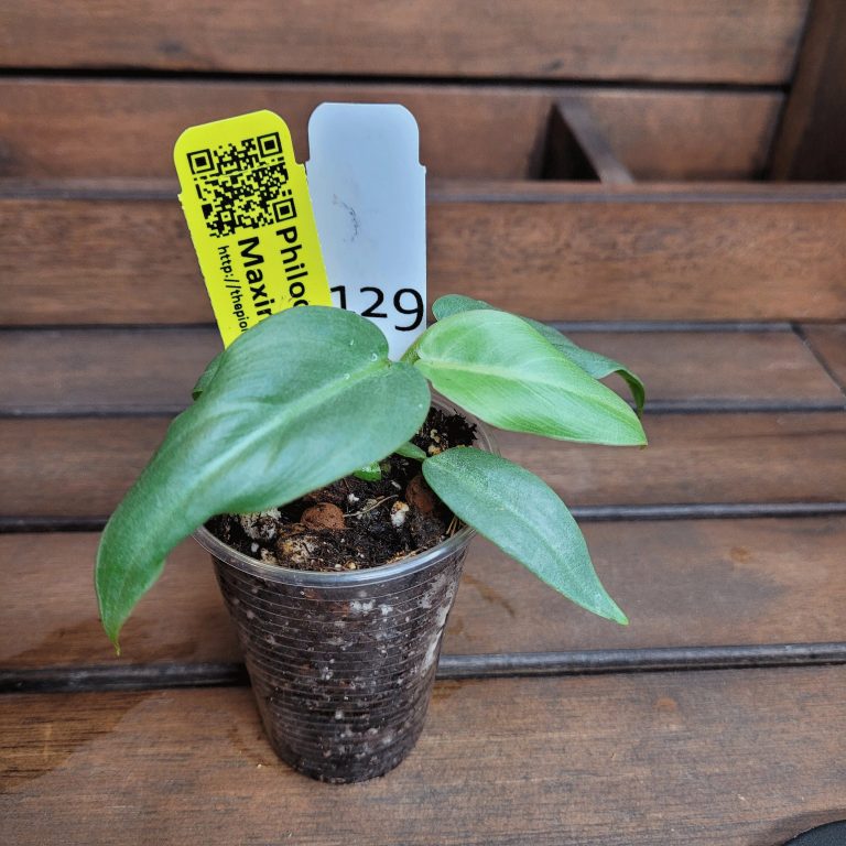 Philodendron Maximum House Plant Houseplant Easy Care Large Leaves Beautiful - Image 5