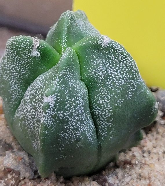 Astrophytum Myriostigma (Bishop's Cap) Cactus Unique Rare Beautiful Cacti - Image 3