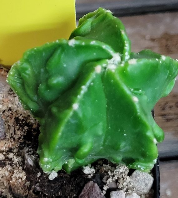 Astrophytum Myriostigma (Bishop's Cap) Cactus Unique Rare Beautiful Cacti - Image 4