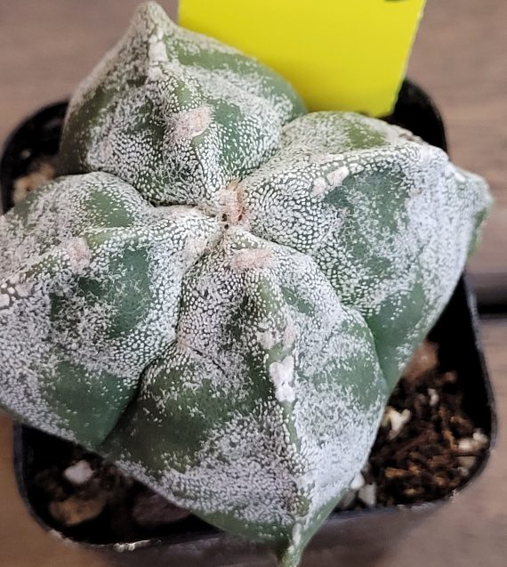 Astrophytum Myriostigma (Bishop's Cap) Cactus Unique Rare Beautiful Cacti - Image 5