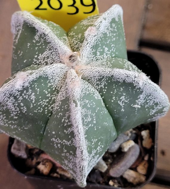 Astrophytum Myriostigma (Bishop's Cap) Cactus Unique Rare Beautiful Cacti - Image 6