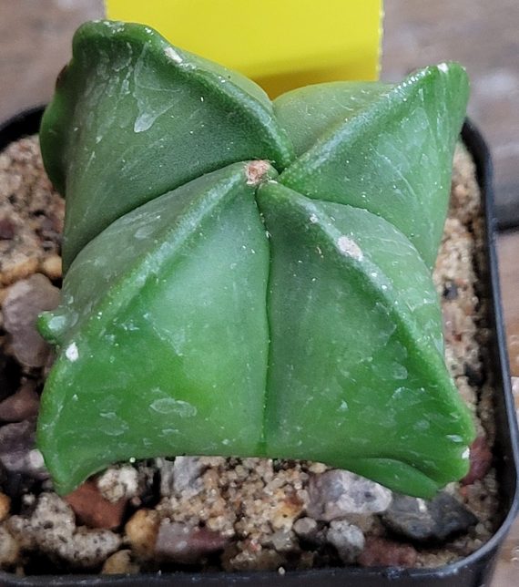 Astrophytum Myriostigma (Bishop's Cap) Cactus Unique Rare Beautiful Cacti - Image 7