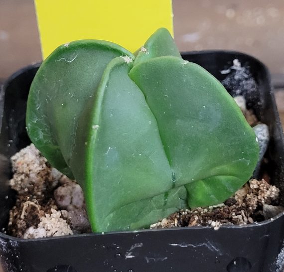 Astrophytum Myriostigma (Bishop's Cap) Cactus Unique Rare Beautiful Cacti - Image 8