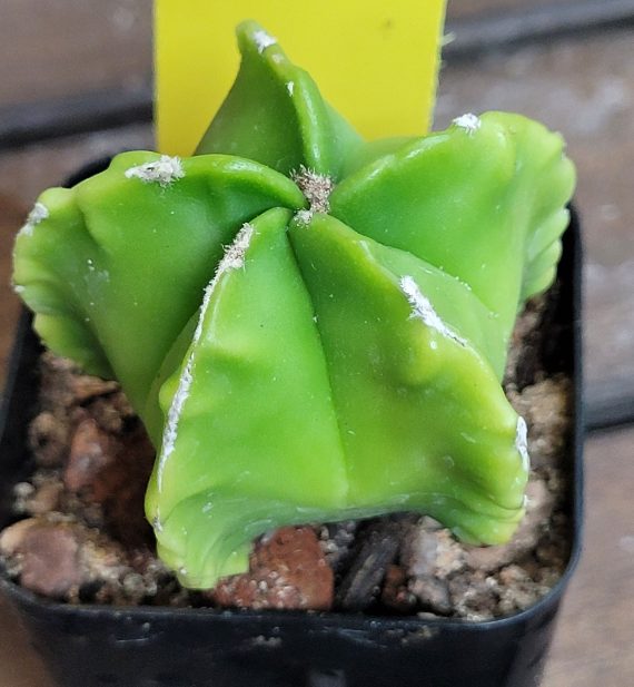 Astrophytum Myriostigma (Bishop's Cap) Cactus Unique Rare Beautiful Cacti - Image 9