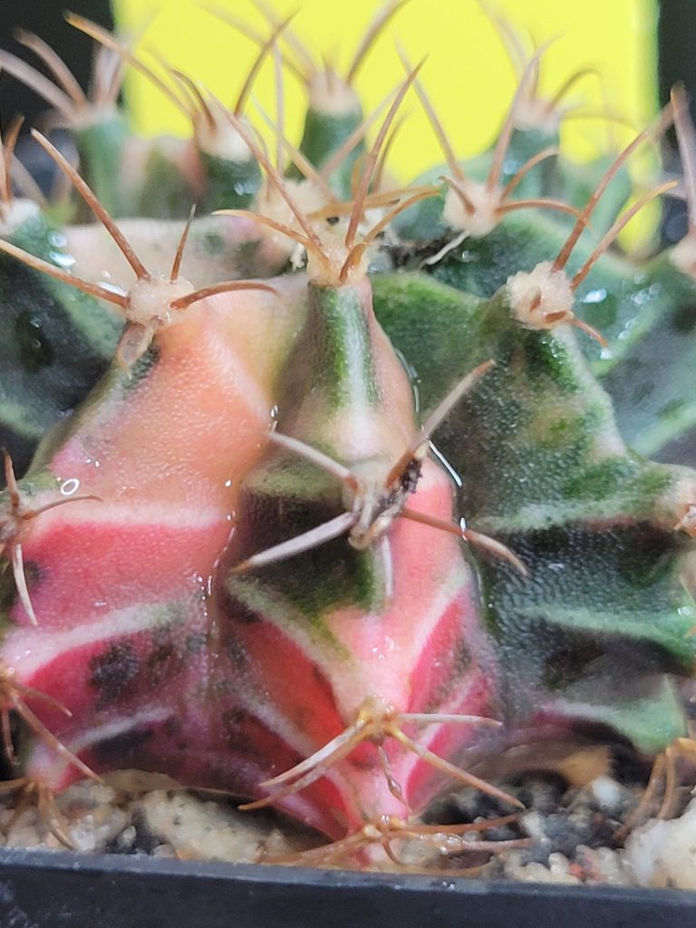 Gymnocalycium Mihanovichii Multi Colored Pink Variegation Cacti US Seller #1467 - Image 4