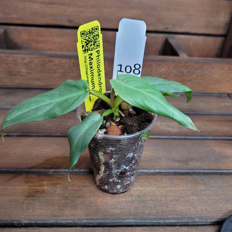 Philodendron Maximum House Plant Houseplant Easy Care Large Leaves Beautiful - Image 4