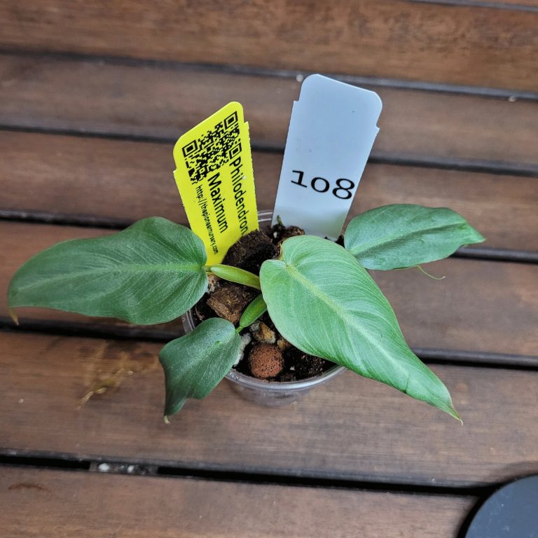 Philodendron Maximum House Plant Houseplant Easy Care Large Leaves Beautiful