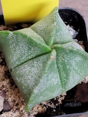 Astrophytum Myriostigma (Bishop's Cap) Cactus Unique Rare Beautiful Cacti