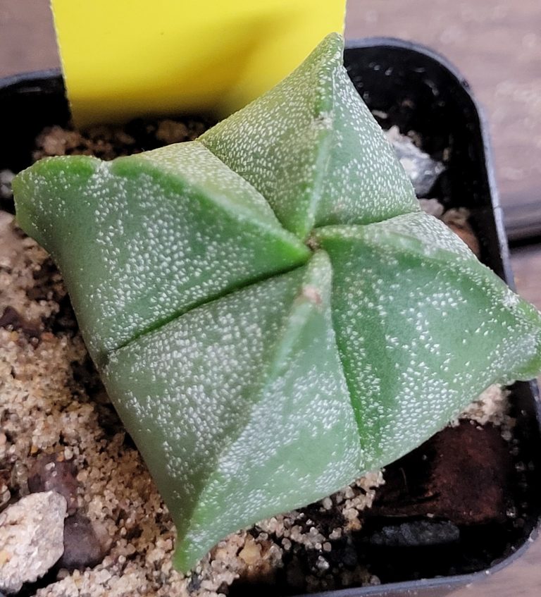 Astrophytum Myriostigma (Bishop's Cap) Cactus Unique Rare Beautiful Cacti