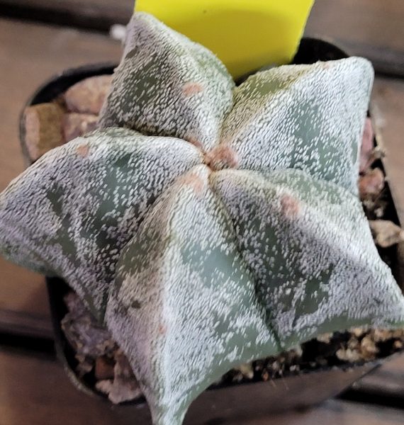 Astrophytum Myriostigma (Bishop's Cap) Cactus Unique Rare Beautiful Cacti - Image 10