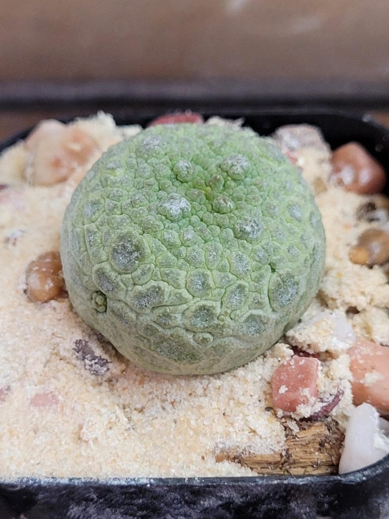 Pseudolithos Cubiformis Rare Cactus #2744