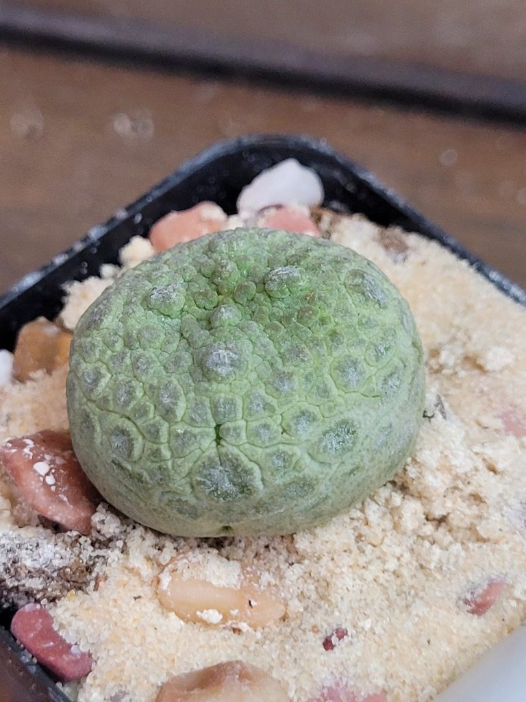 Pseudolithos Cubiformis Rare Cactus #2744 - Image 4