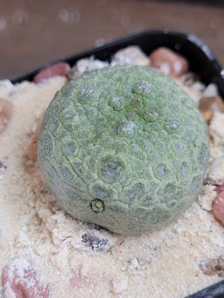 Pseudolithos Cubiformis Rare Cactus #2744 - Image 5