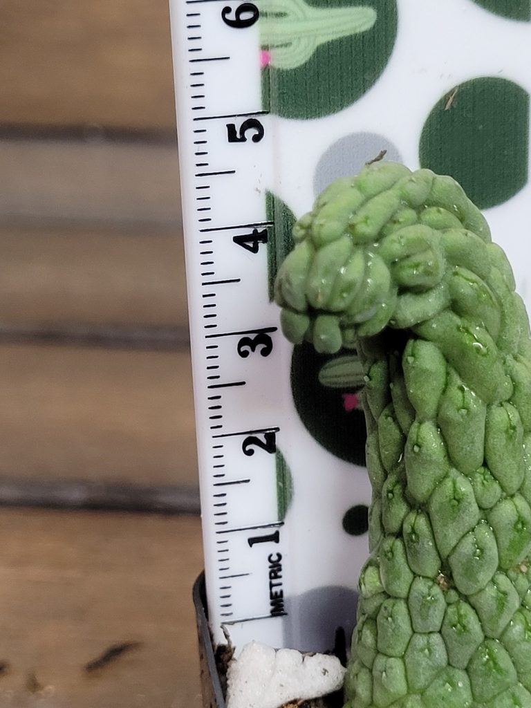 Larryleachia Cactiformis CURVED Rooted Rare Cacti #3000 - Image 3