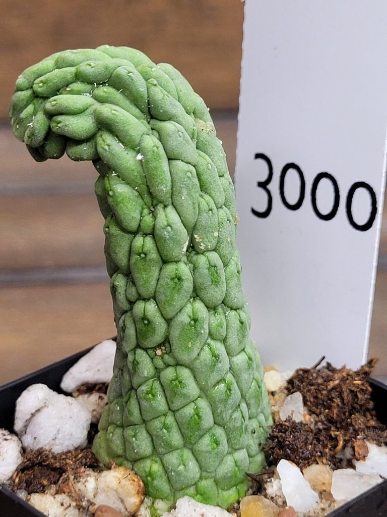 Larryleachia Cactiformis CURVED Rooted Rare Cacti #3000 - Image 4