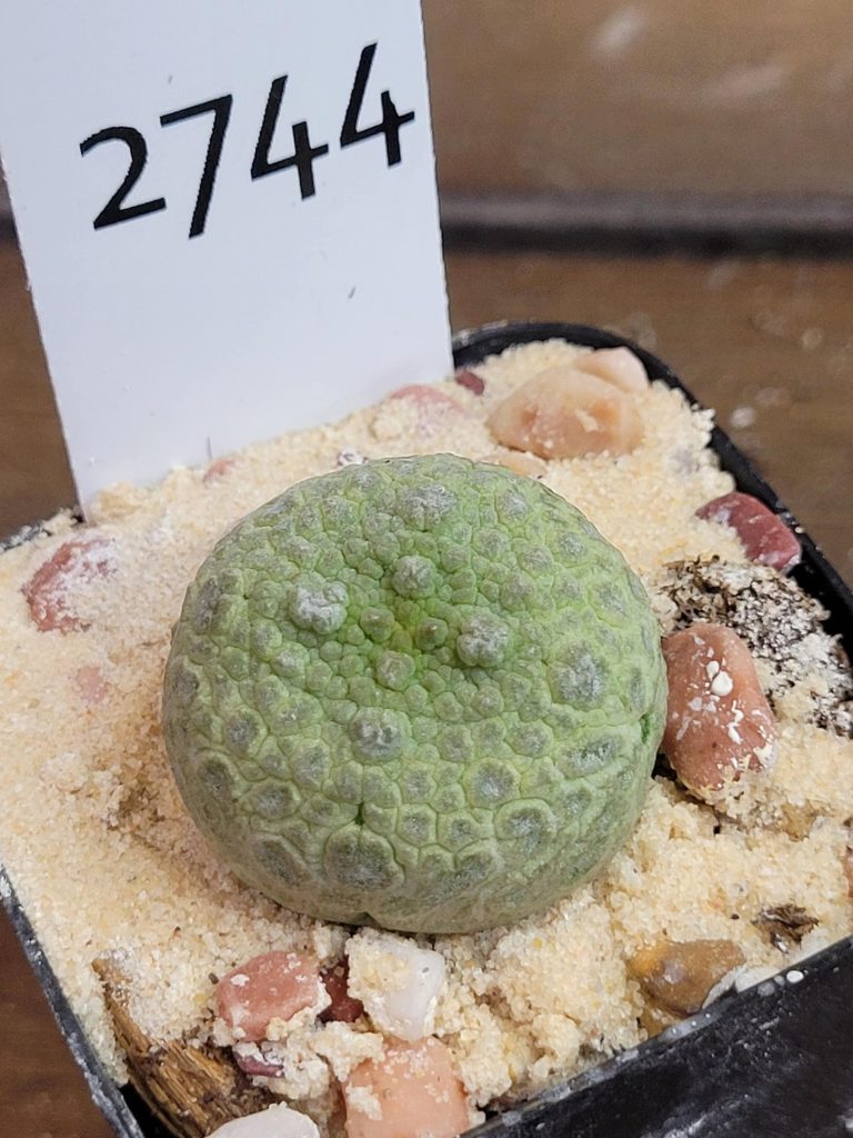 Pseudolithos Cubiformis Rare Cactus #2744 - Image 2