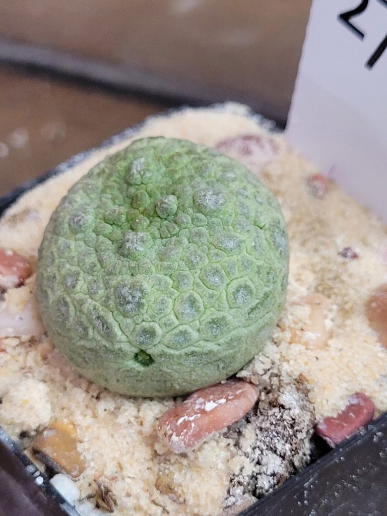 Pseudolithos Cubiformis Rare Cactus #2744 - Image 3