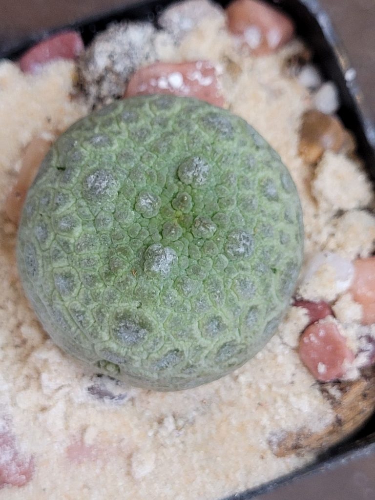 Pseudolithos Cubiformis Rare Cactus #2744 - Image 6