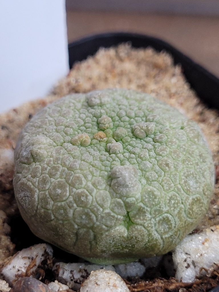 Pseudolithos Cubiformis Rare Cactus #2746