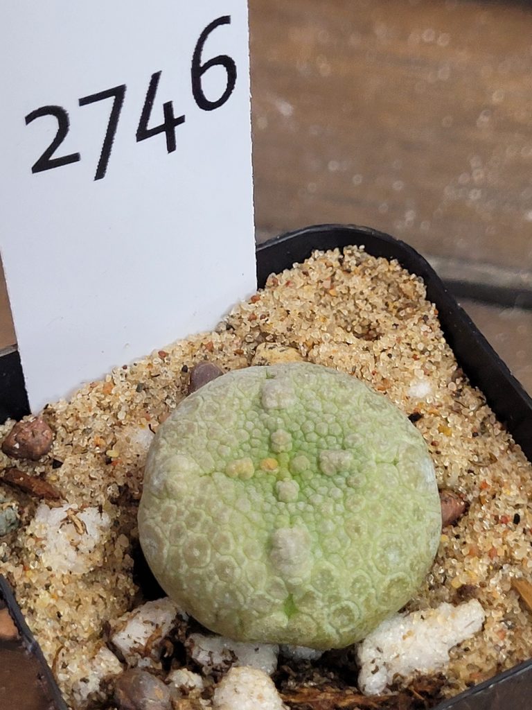 Pseudolithos Cubiformis Rare Cactus #2746 - Image 4