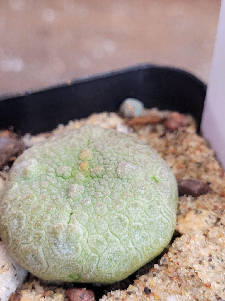 Pseudolithos Cubiformis Rare Cactus #2746 - Image 2