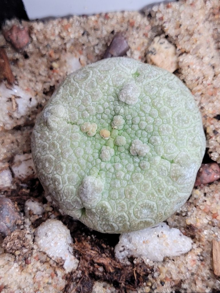 Pseudolithos Cubiformis Rare Cactus #2746 - Image 3