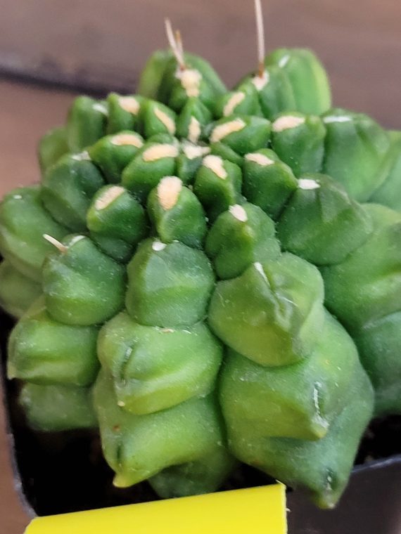 Gymnocalcium Mihanovichii Inermis Kikko Montrose Cactus #2080 - Image 3