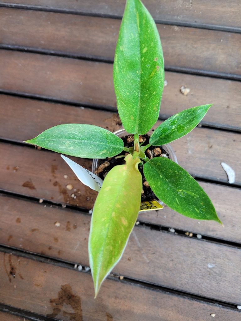 Philodendron Ring Of Fire Starter House Plant Beautiful Unique Easy Care Not Monstera - Image 3