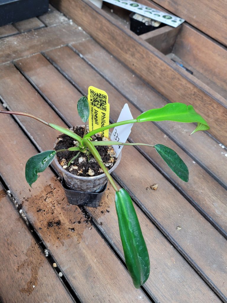 Philodendron Joepii Starter House Plant Beautiful Unique Easy Care Not Monstera