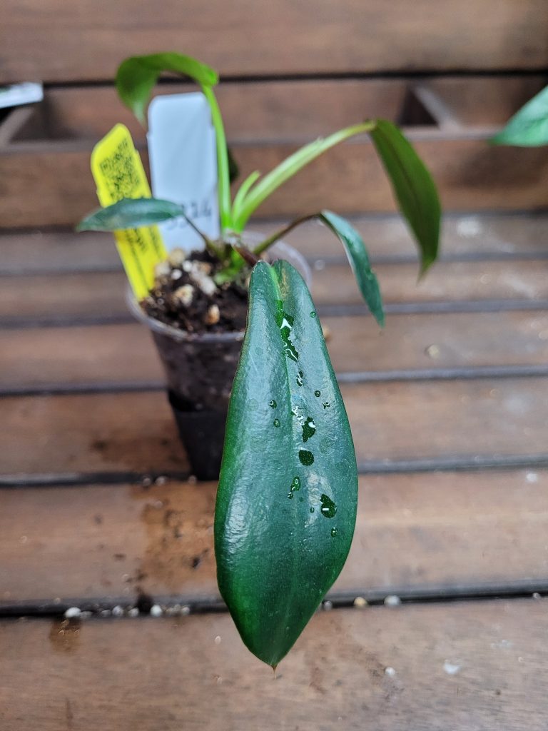 Philodendron Joepii Starter House Plant Beautiful Unique Easy Care Not Monstera - Image 5