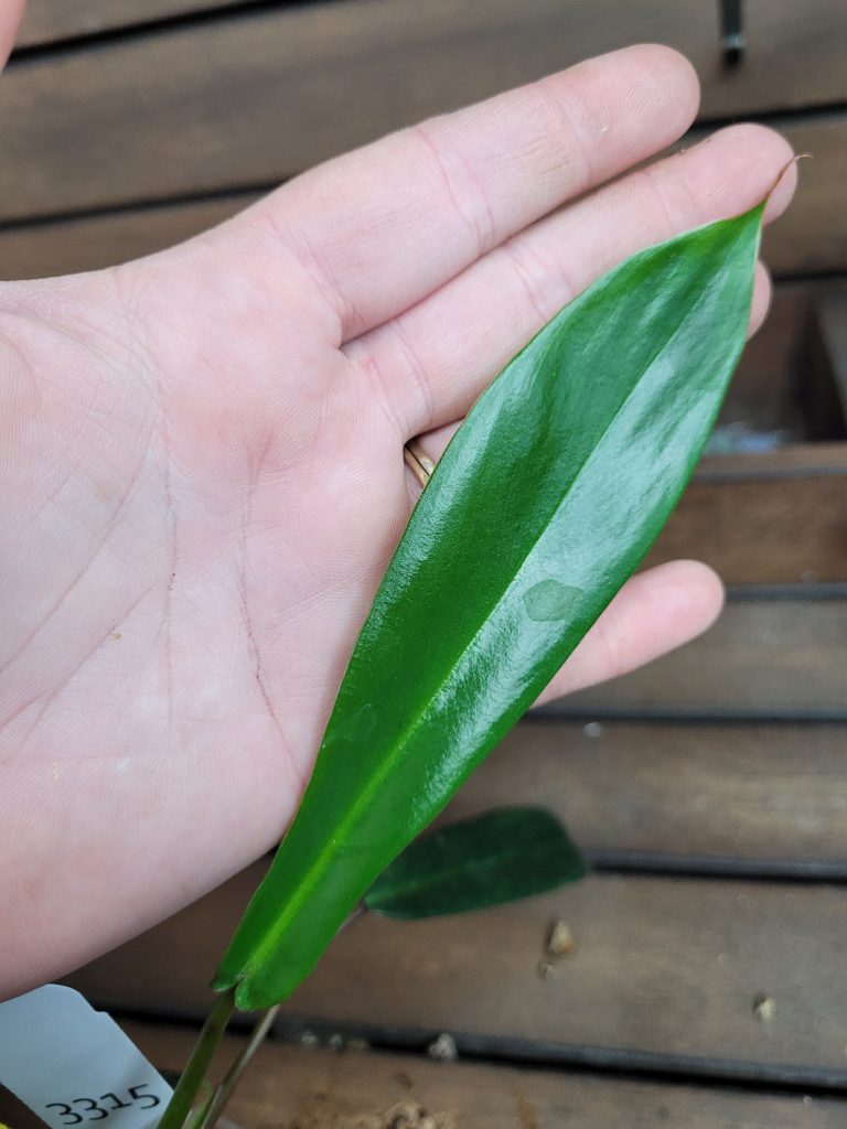Philodendron Joepii Starter House Plant Beautiful Unique Easy Care Not Monstera - Image 6