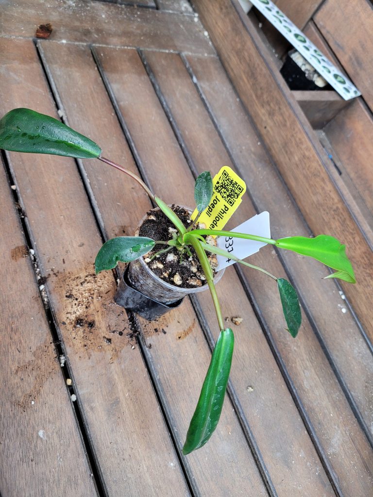 Philodendron Joepii Starter House Plant Beautiful Unique Easy Care Not Monstera - Image 3