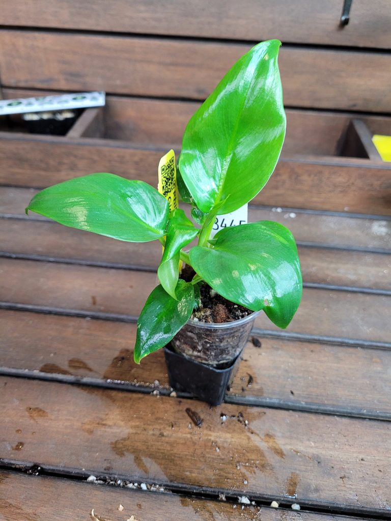 Philodendron Giganteum Starter House Plant Beautiful Unique Easy Care Not Monstera - Image 4