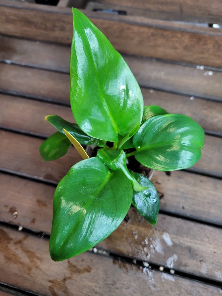 Philodendron Giganteum Starter House Plant Beautiful Unique Easy Care Not Monstera