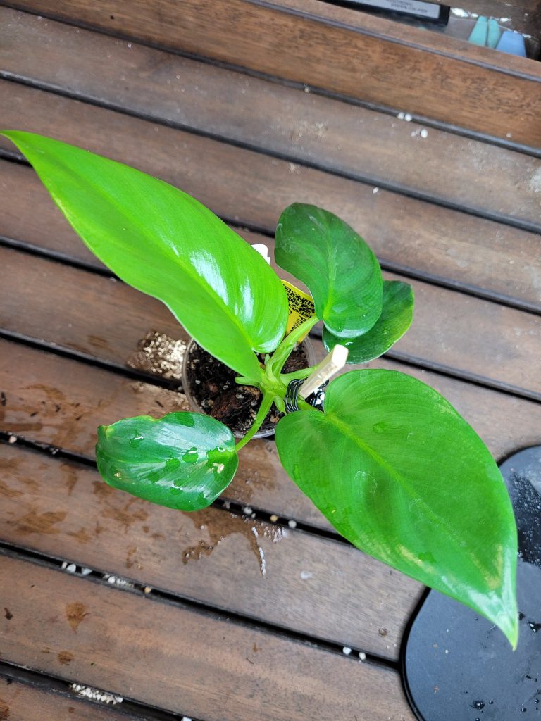 Philodendron Giganteum Starter House Plant Beautiful Unique Easy Care Not Monstera - Image 5