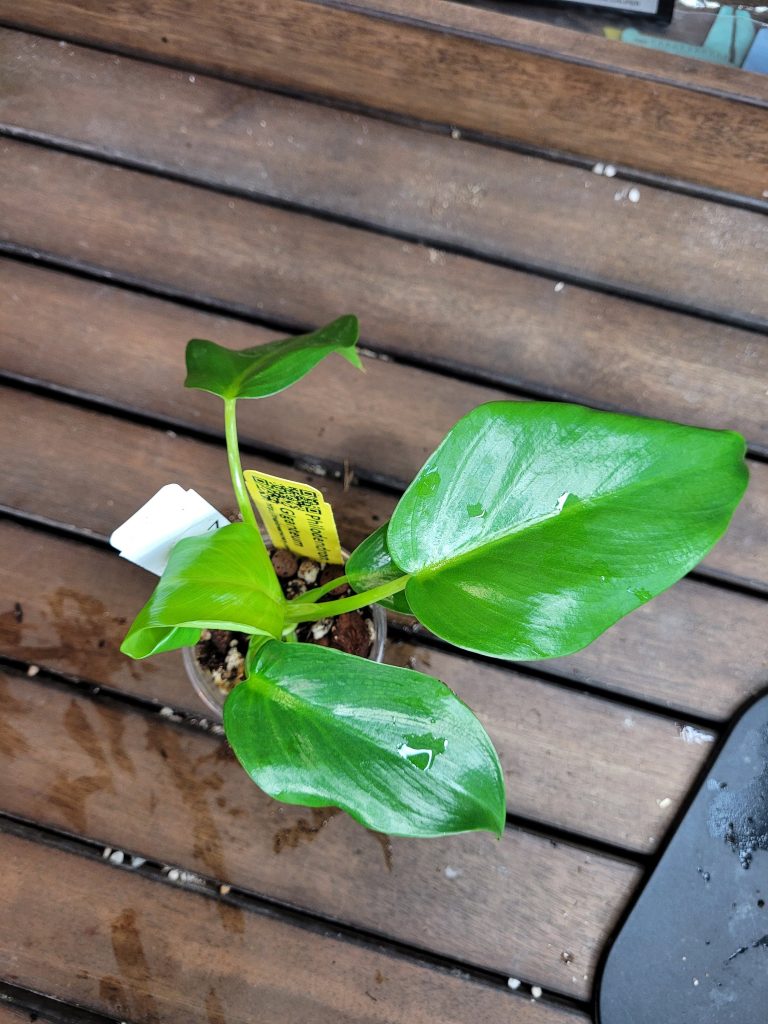 Philodendron Giganteum Starter House Plant Beautiful Unique Easy Care Not Monstera - Image 7