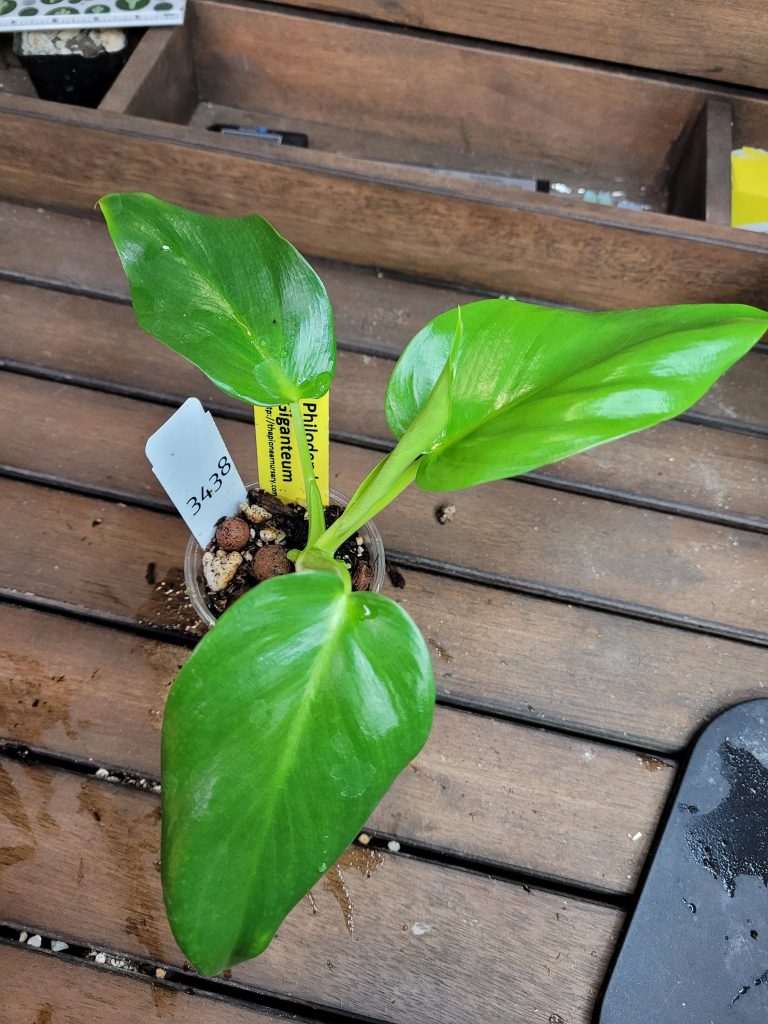 Philodendron Giganteum Starter House Plant Beautiful Unique Easy Care Not Monstera - Image 9