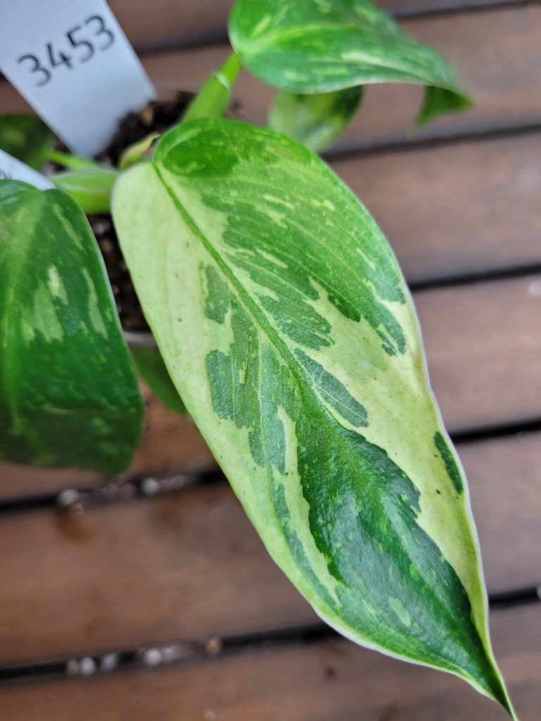 Philodendron Jose Buono Starter House Plant Beautiful Unique Easy Care Not Monstera - Image 4