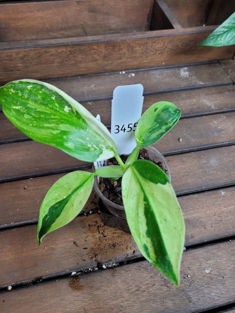 Philodendron Jose Buono Starter House Plant Beautiful Unique Easy Care Not Monstera - Image 7