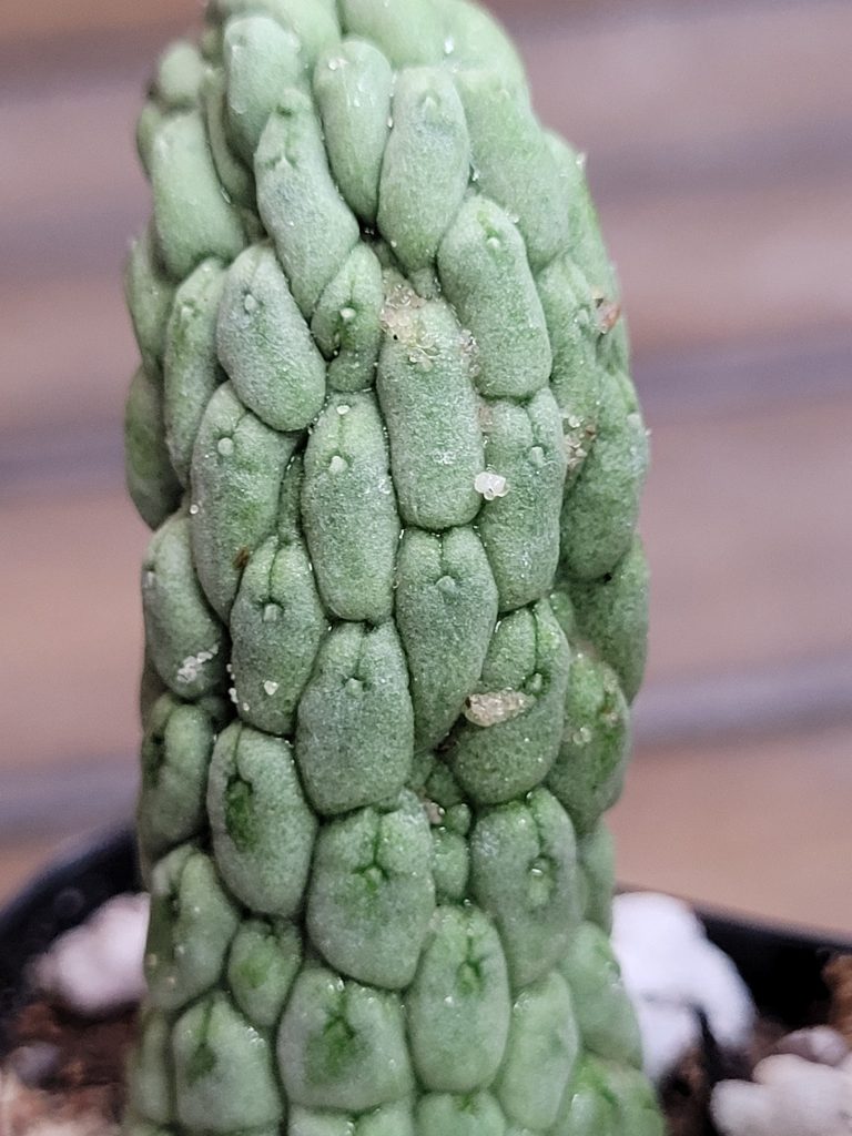 Larryleachia Cactiformis CURVED Rooted Rare Cacti #3000 - Image 2